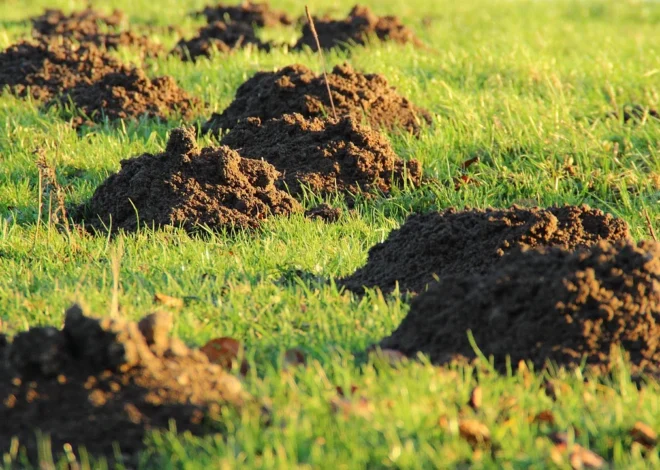 Jak wybrać kosiarkę do trawy STIHL