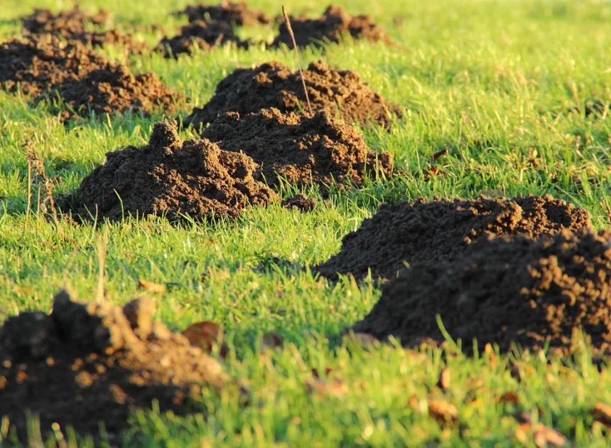 Jak wybrać kosiarkę do trawy STIHL